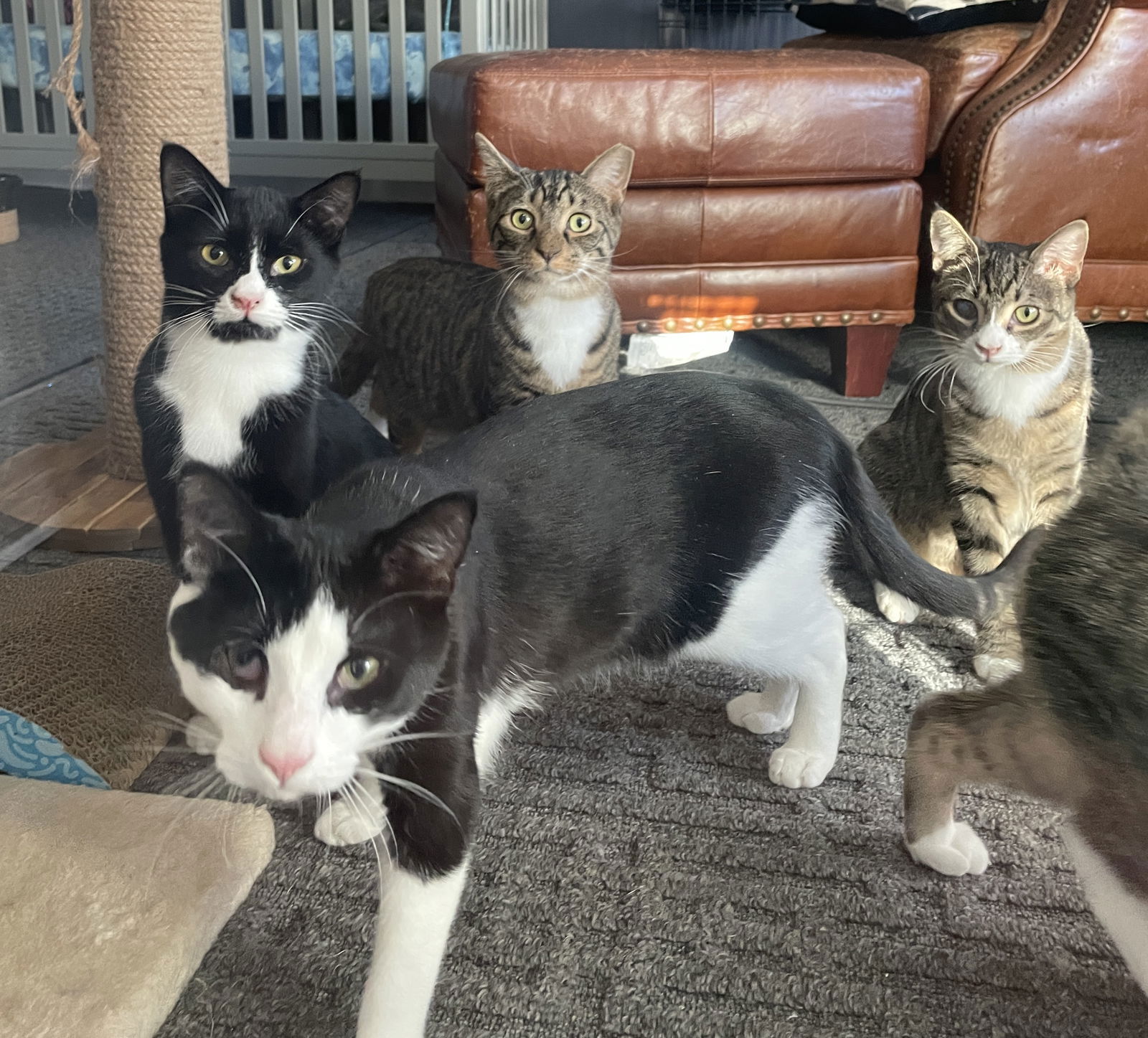 adoptable Cat in Chester, NJ named Felix