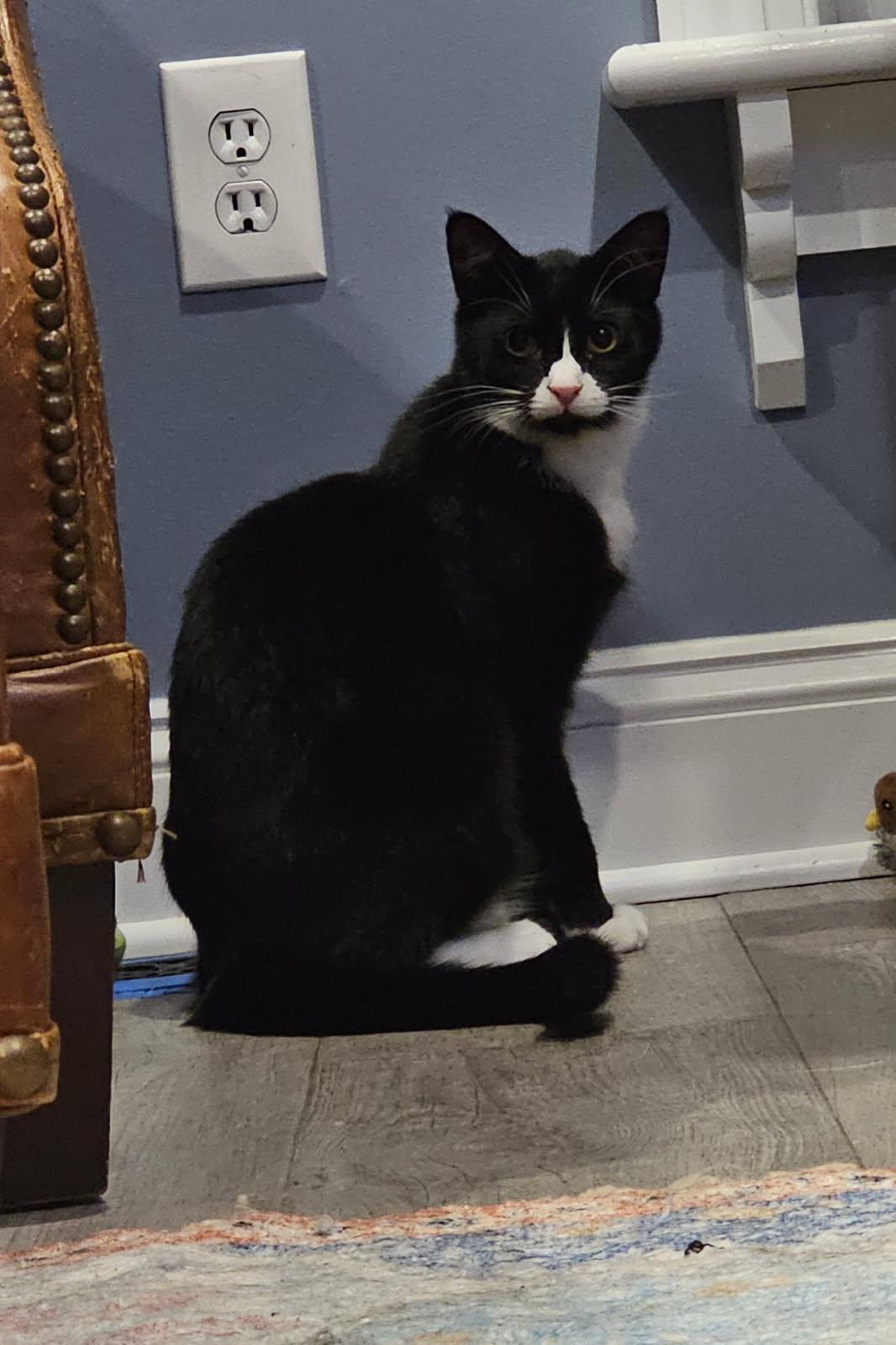 Felix