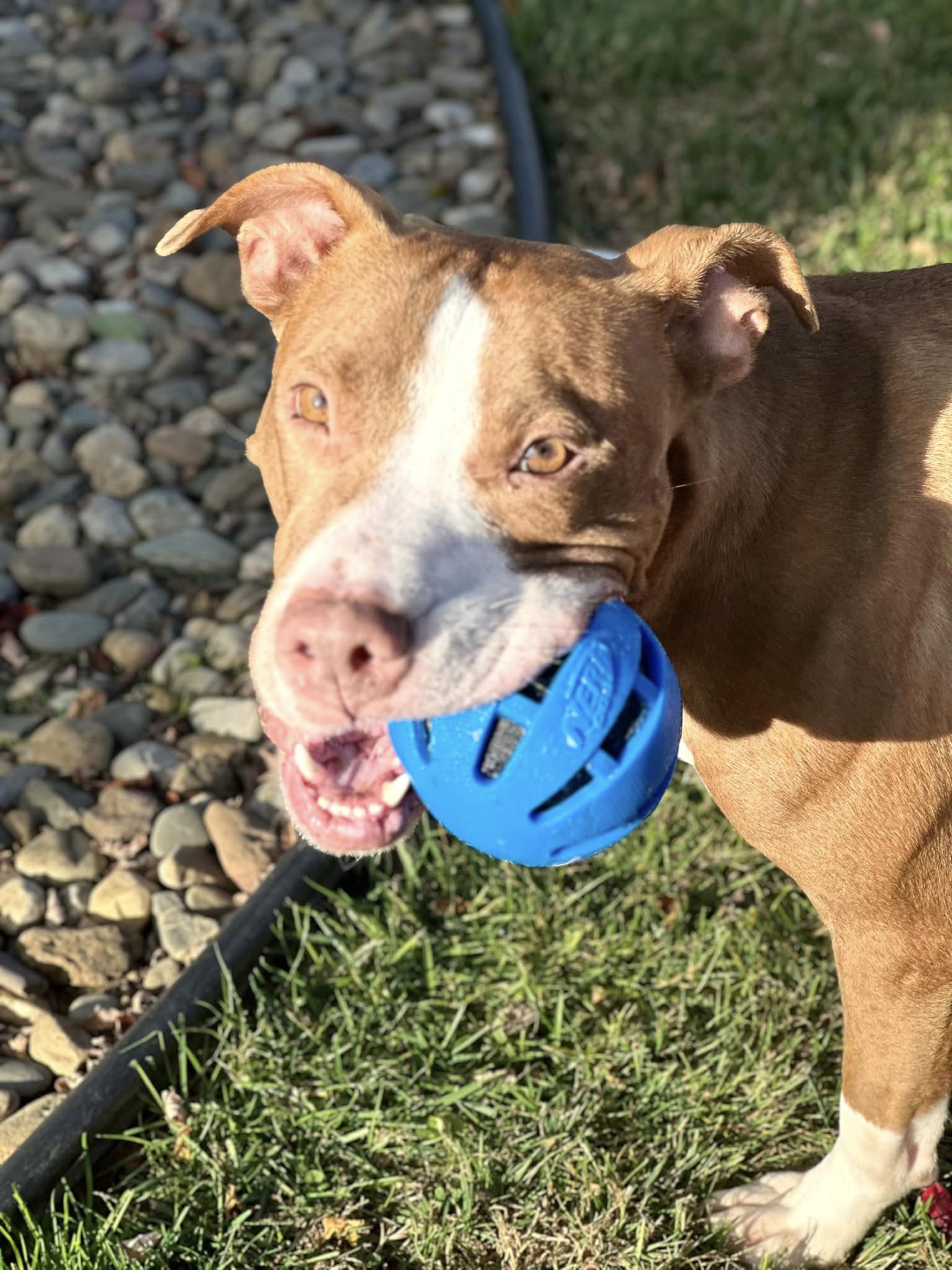adoptable Dog in Chester, NJ named Bobby