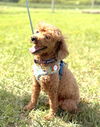 adoptable Dog in  named Flash