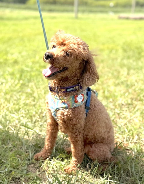 FLASH - Poodle (Miniature) available for adoption