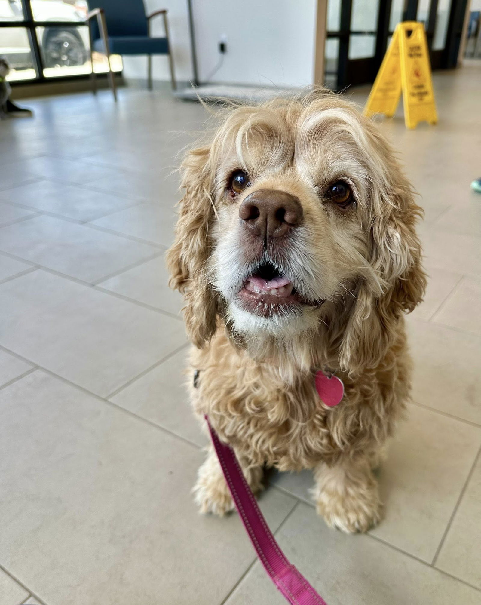 adoptable Dog in Chester, NJ named Sandy