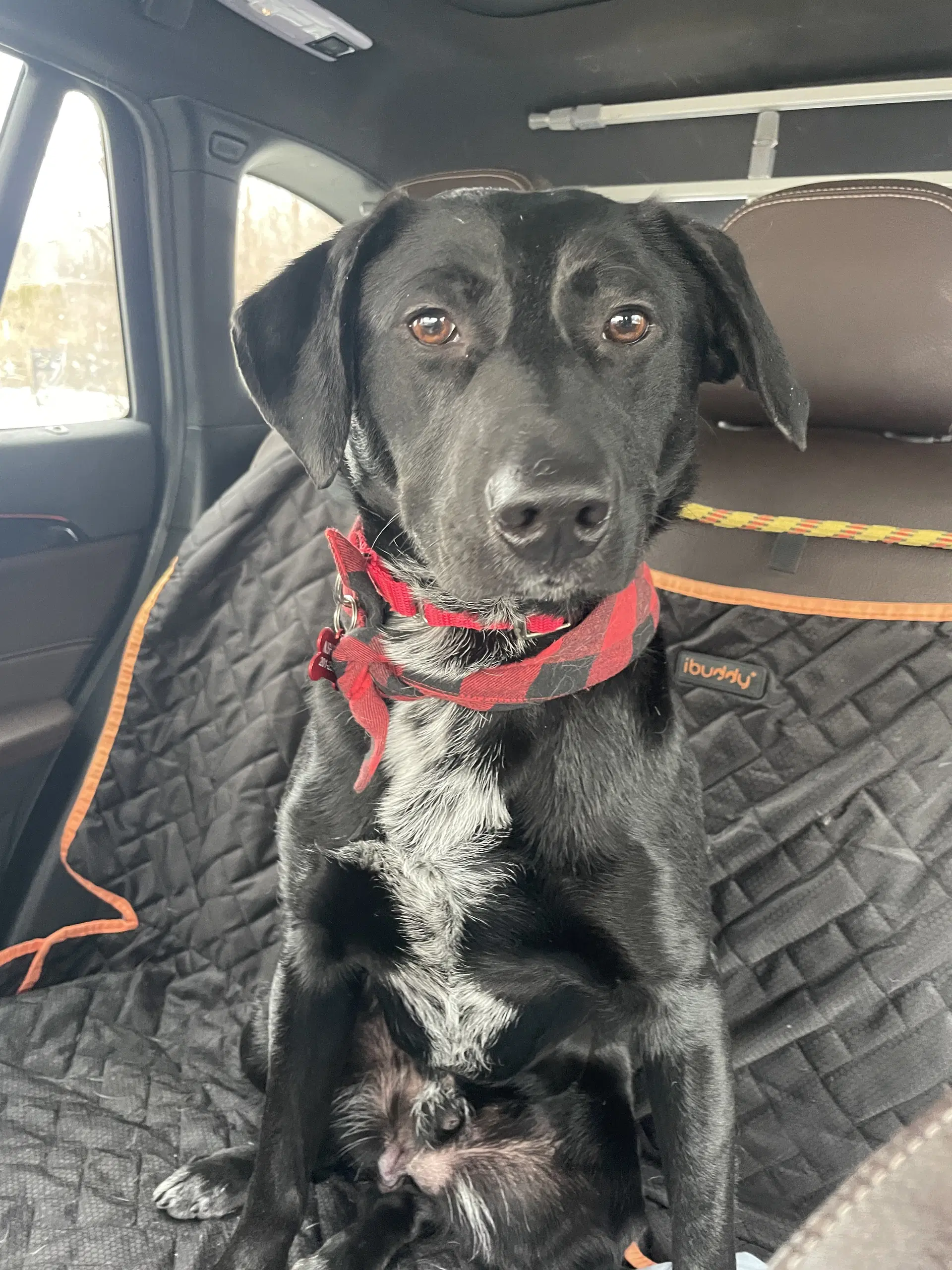 Tommy - Labrador Retriever