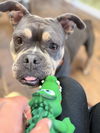 Fiona
