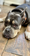 Fiona