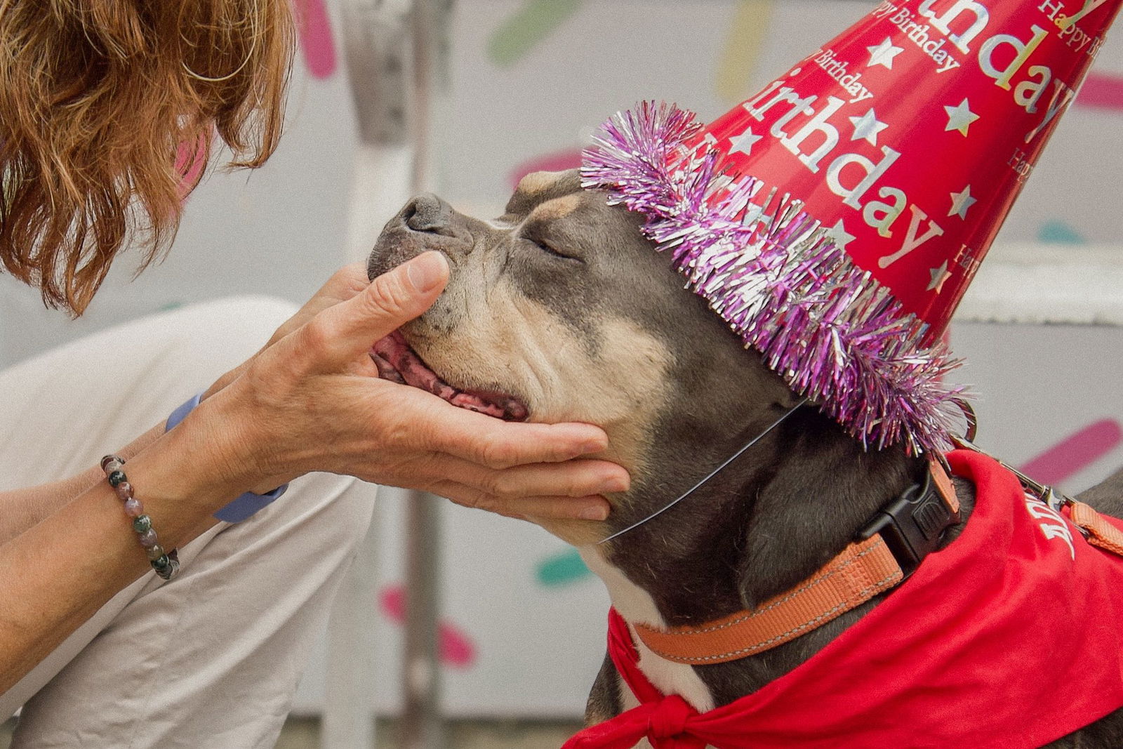 adoptable Dog in Chester, NJ named Fiona