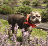Fiona - Photo 9