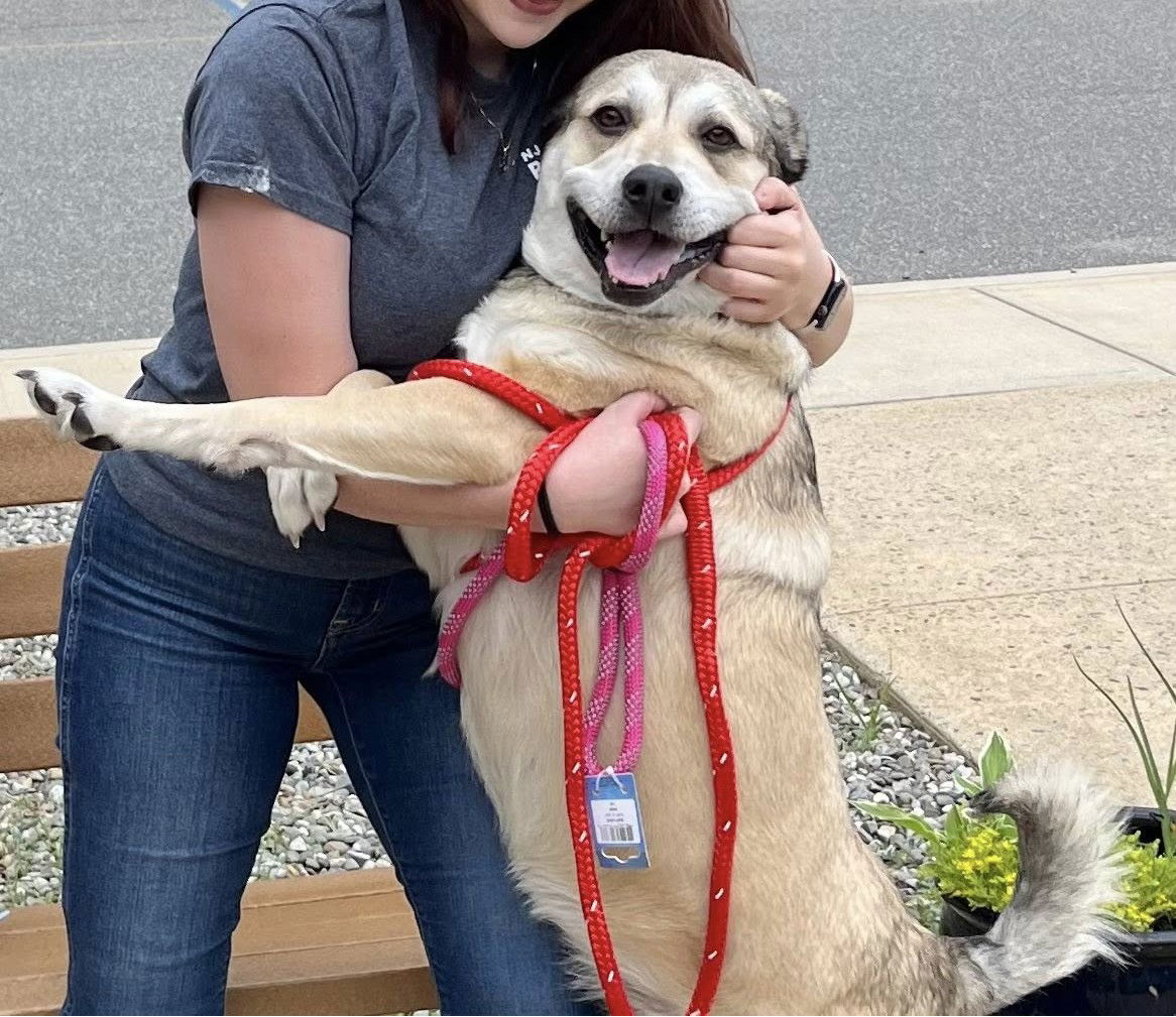adoptable Dog in Chester, NJ named Chili