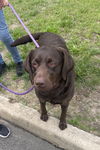 Lila