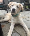 adoptable Dog in  named Winston