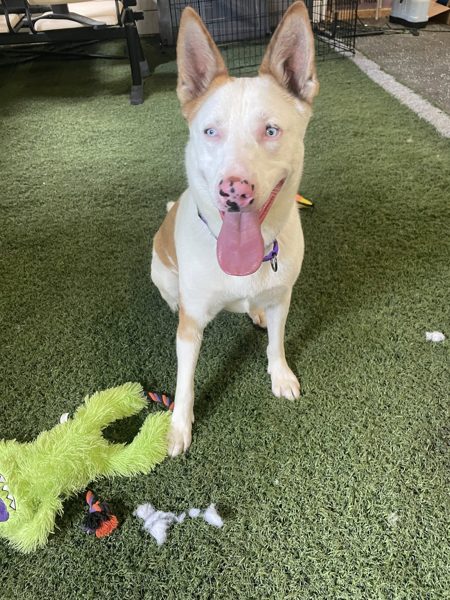 adoptable Dog in Chester, NJ named Rosalyn