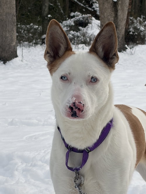 ROSALYN - Shepherd available for adoption
