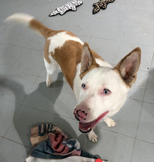 Rosalyn, an adoptable Shepherd in Chester, NJ
