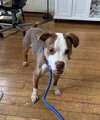 Finnegan - Photo 11