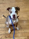Finnegan - Photo 12