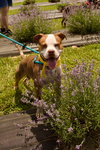 Finnegan - Photo 8