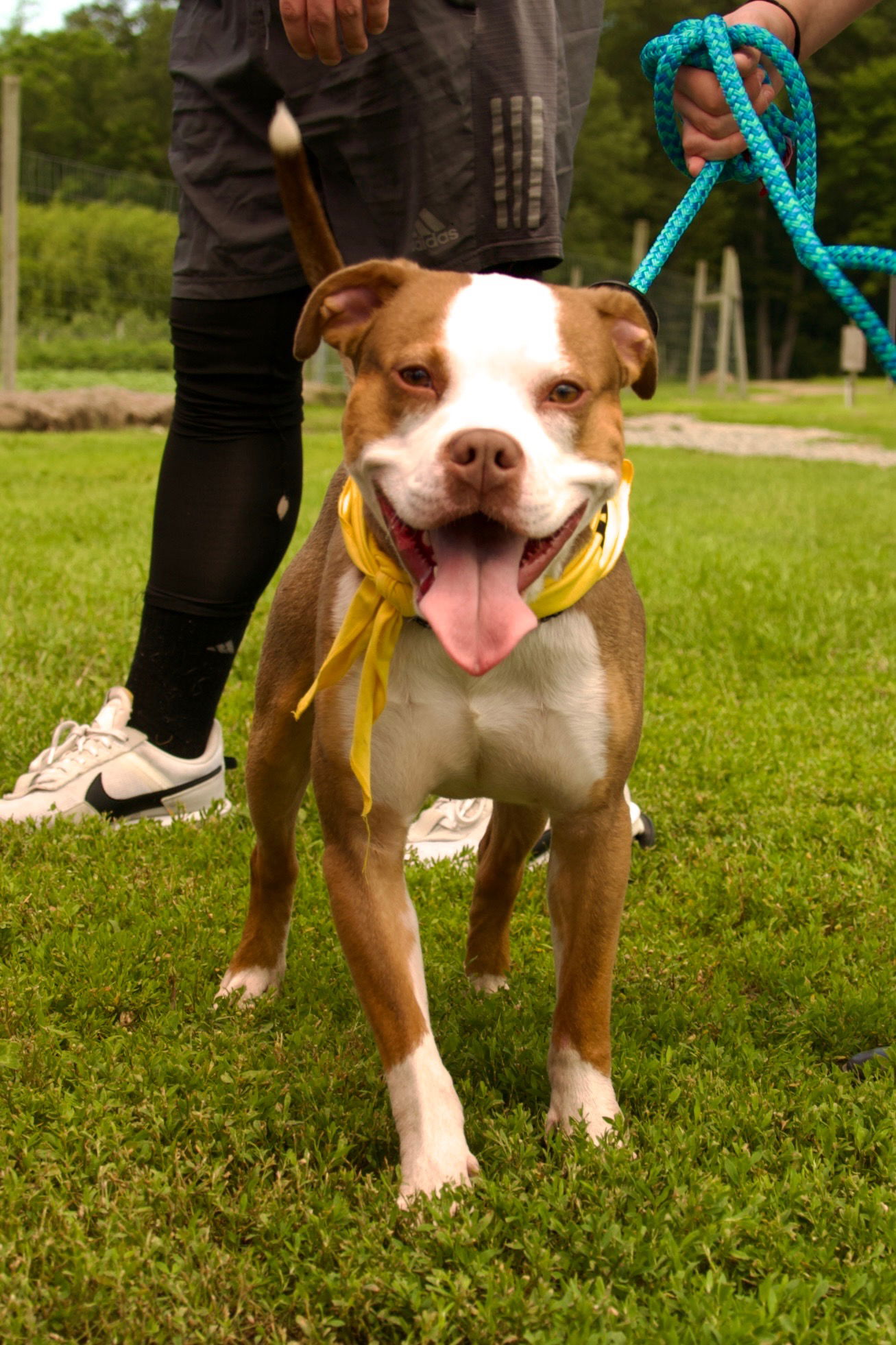 adoptable Dog in Chester, NJ named Finnegan