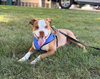 Finnegan - Photo 4