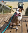 Finnegan - Photo 2