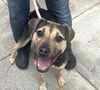 adoptable Dog in  named Selene