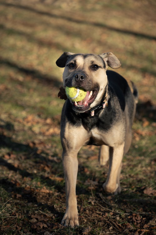 SELENE - Shepherd available for adoption