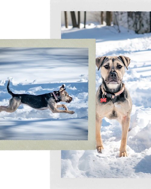 SELENE - Shepherd available for adoption