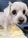 Baby Girl (& Jeter)- BONDED PAIR