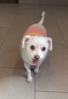 Baby Girl (& Jeter)- BONDED PAIR