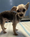 Baby Girl (& Jeter)- BONDED PAIR