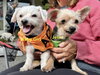 Baby Girl (& Jeter)- BONDED PAIR