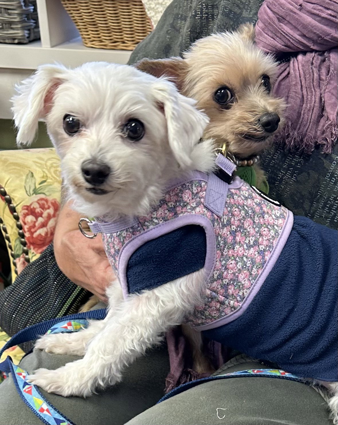 Baby Girl & Jeter- BONDED PAIR
