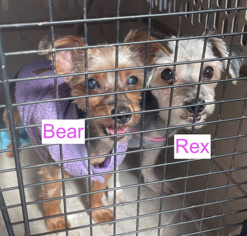 Rex & Bear- BONDED PAIR