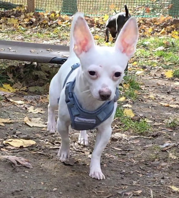 Buddy Image