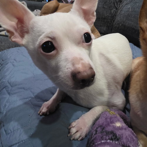 Buddy photo 2