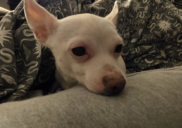 Buddy