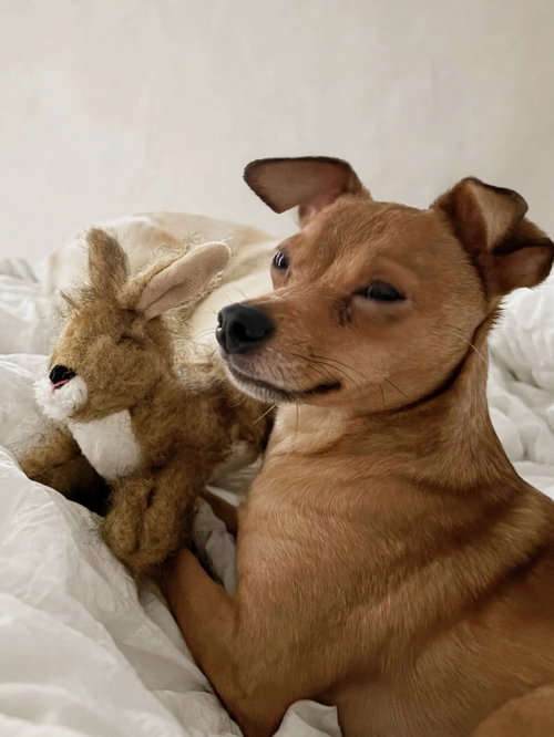 Toffee, an adoptable dog