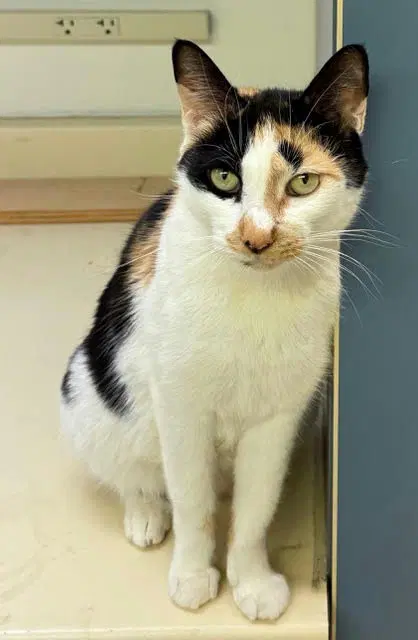 Callie - Calico