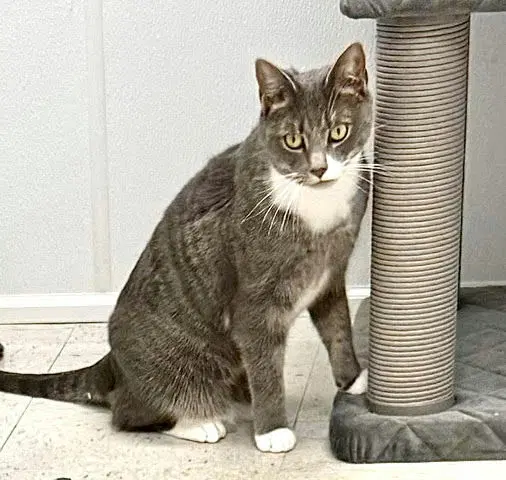 Gracie - Domestic Short Hair