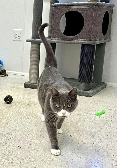 Max - Domestic Short Hair