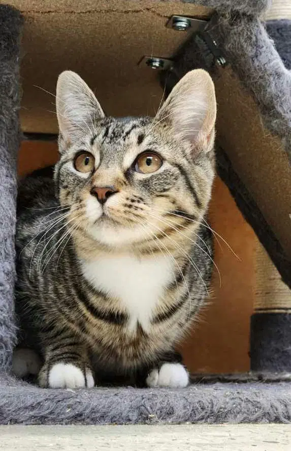 Chewie - Domestic Short Hair