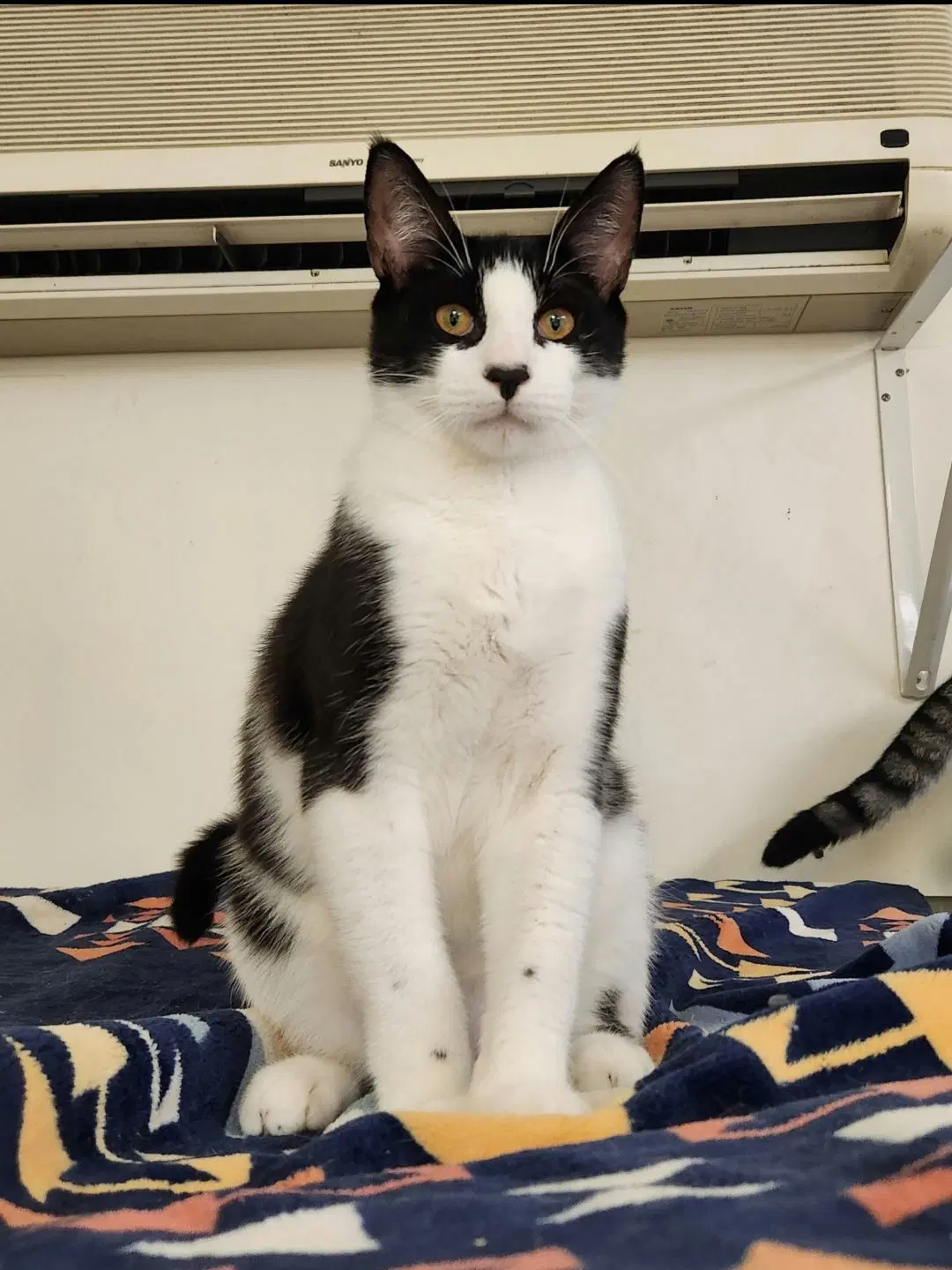 Luke - Tuxedo