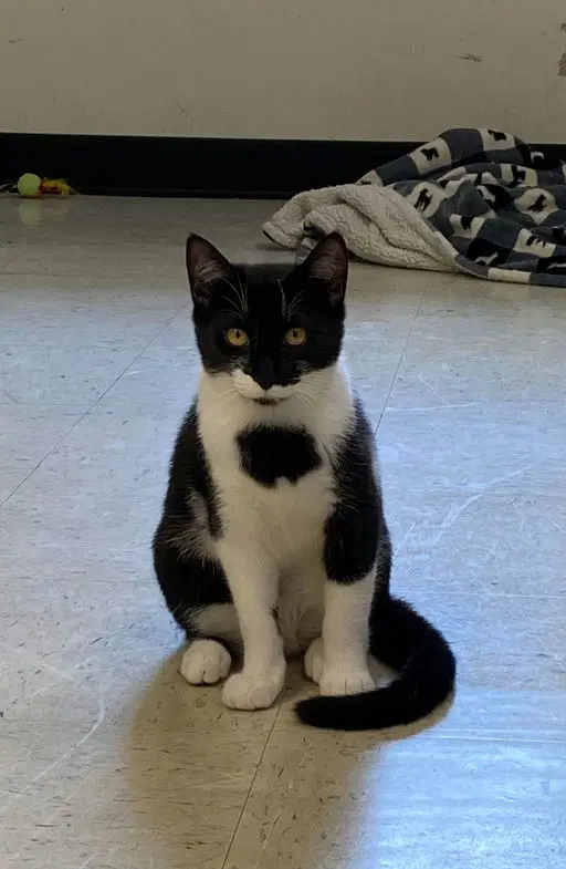Leia - Tuxedo