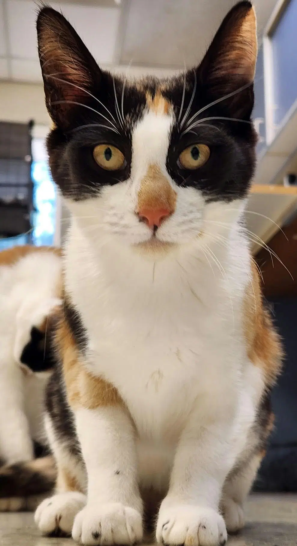 Qi'ra - Calico