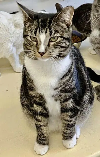 Dakota - Domestic Short Hair