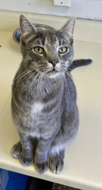 Loki - Tabby