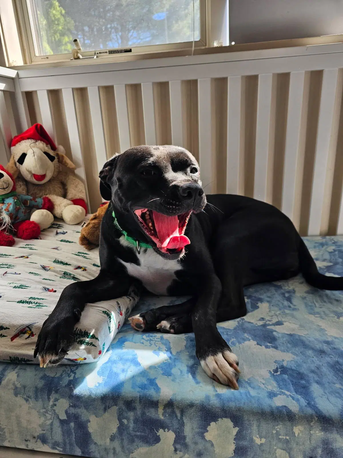 Harley image 2
