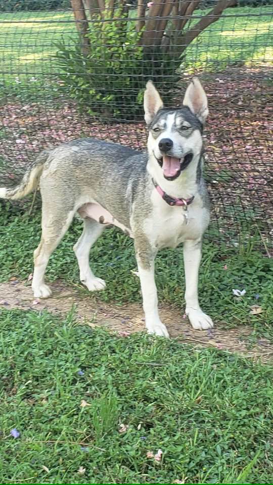 adoptable Dog in Cave Creek, AZ named Rose 3