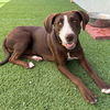 adoptable Dog in  named Talita