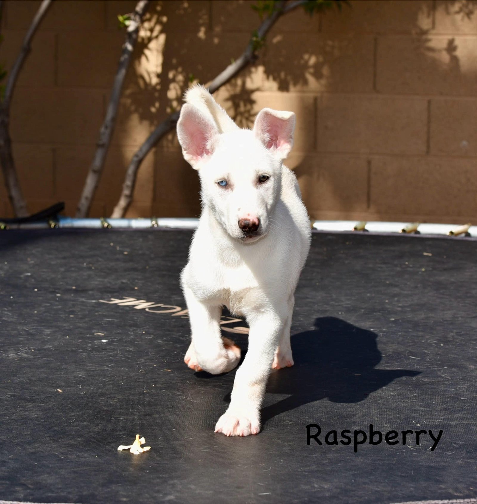 adoptable Dog in Cave Creek, AZ named Raspberry