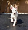 adoptable Dog in  named Raspberry